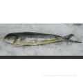/company-info/999978/frozen-w-g-mahi-mahi/hot-sale-frozen-mahi-mahi-for-sale-59378376.html